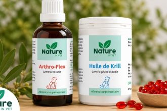 Arthrose chien : comprendre la maladie et trouver une vraie solution naturelle