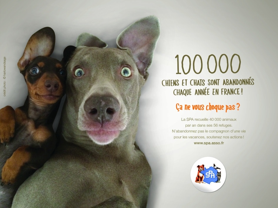 quelle lettre pour les chiens en 2022