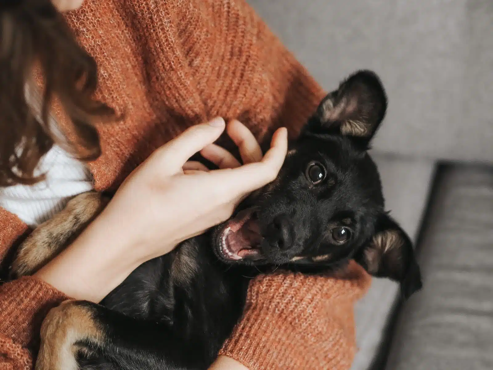 Que faire de ses animaux pendant les vacances ?