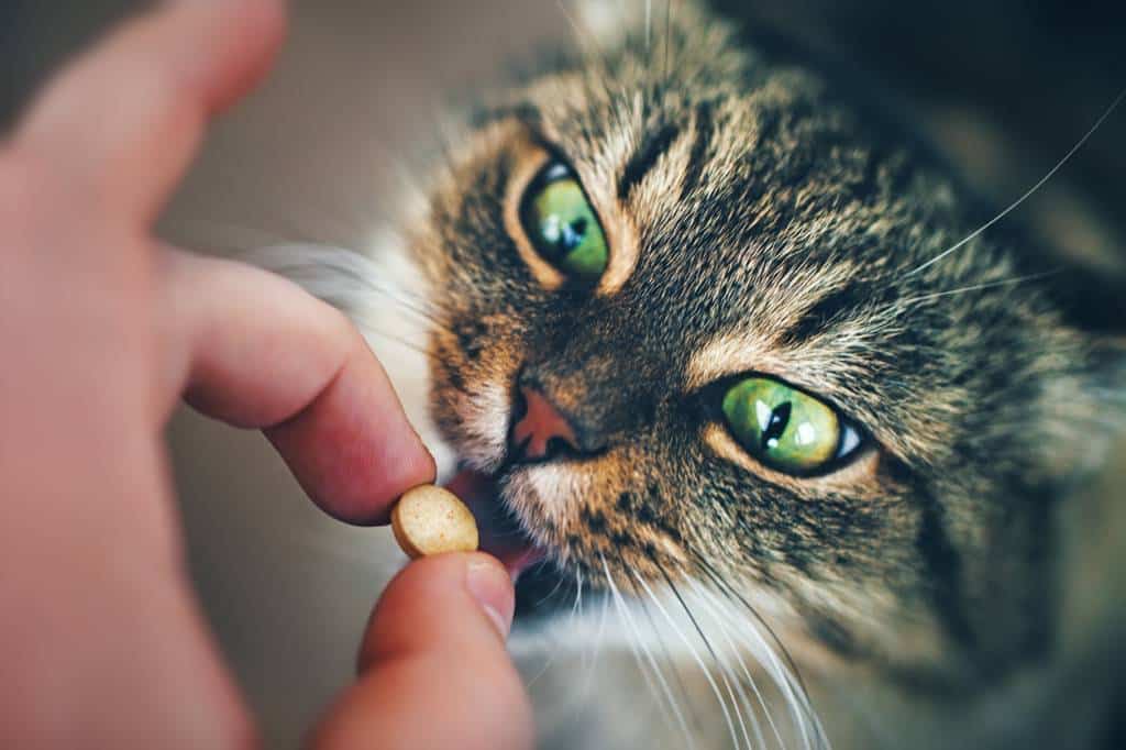 anti-parasitaire chat comprimé pharmacie