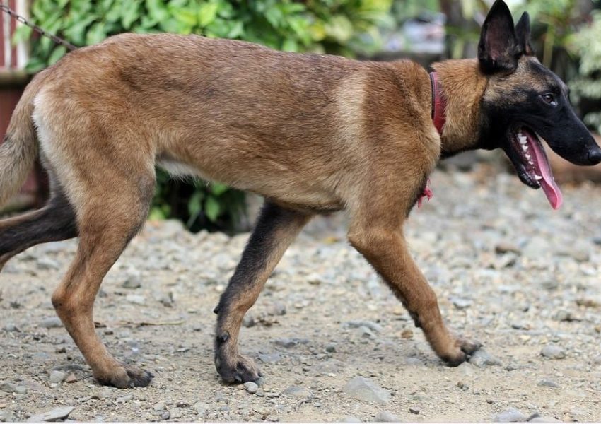 Belgian Malinois Dog Breed Information & Characteristics Daily Paws