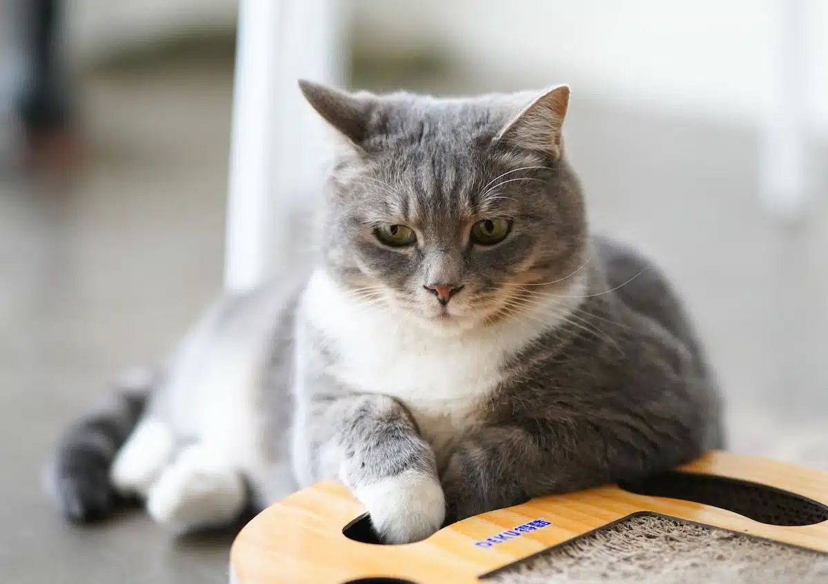 chat exercice