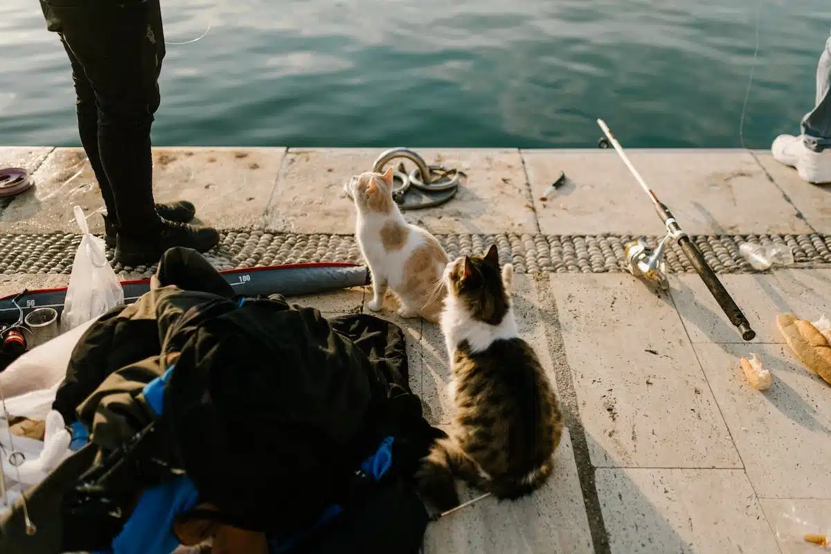chat  voyage