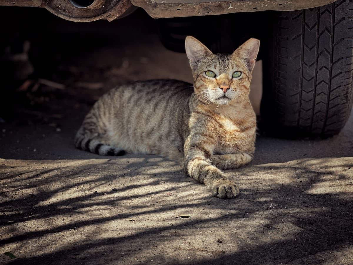 chat sécurité