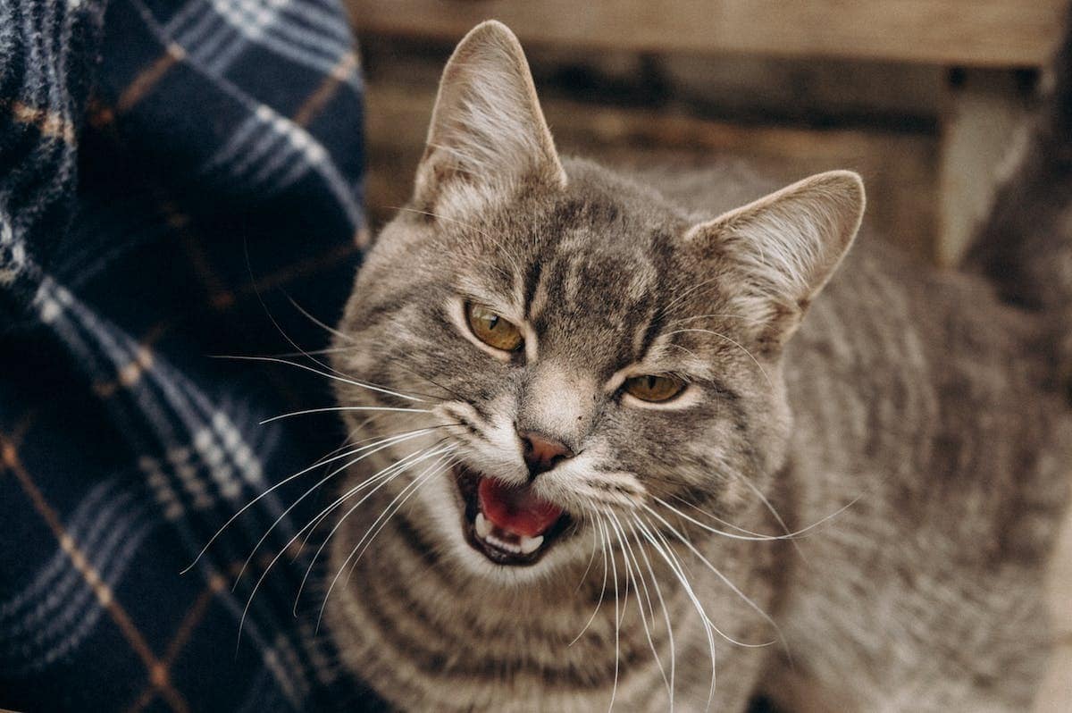 chat  danger