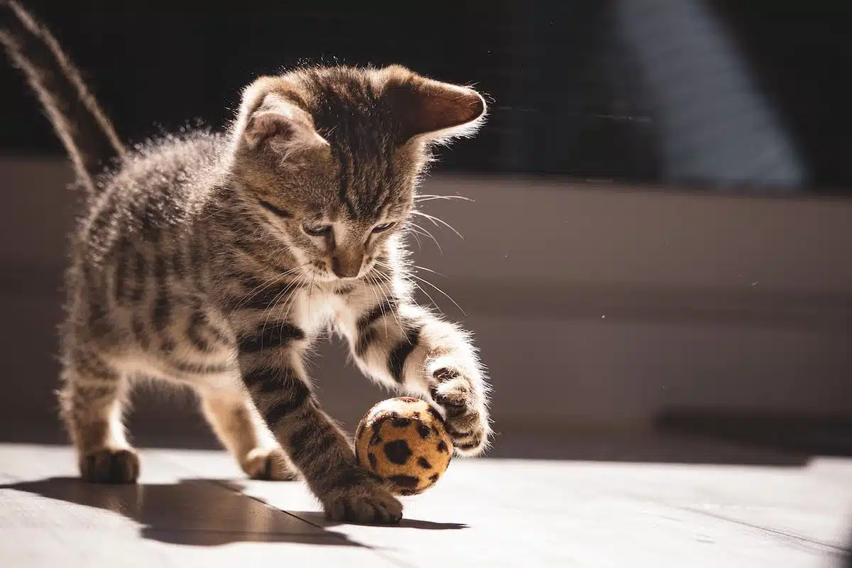 chats  jouer