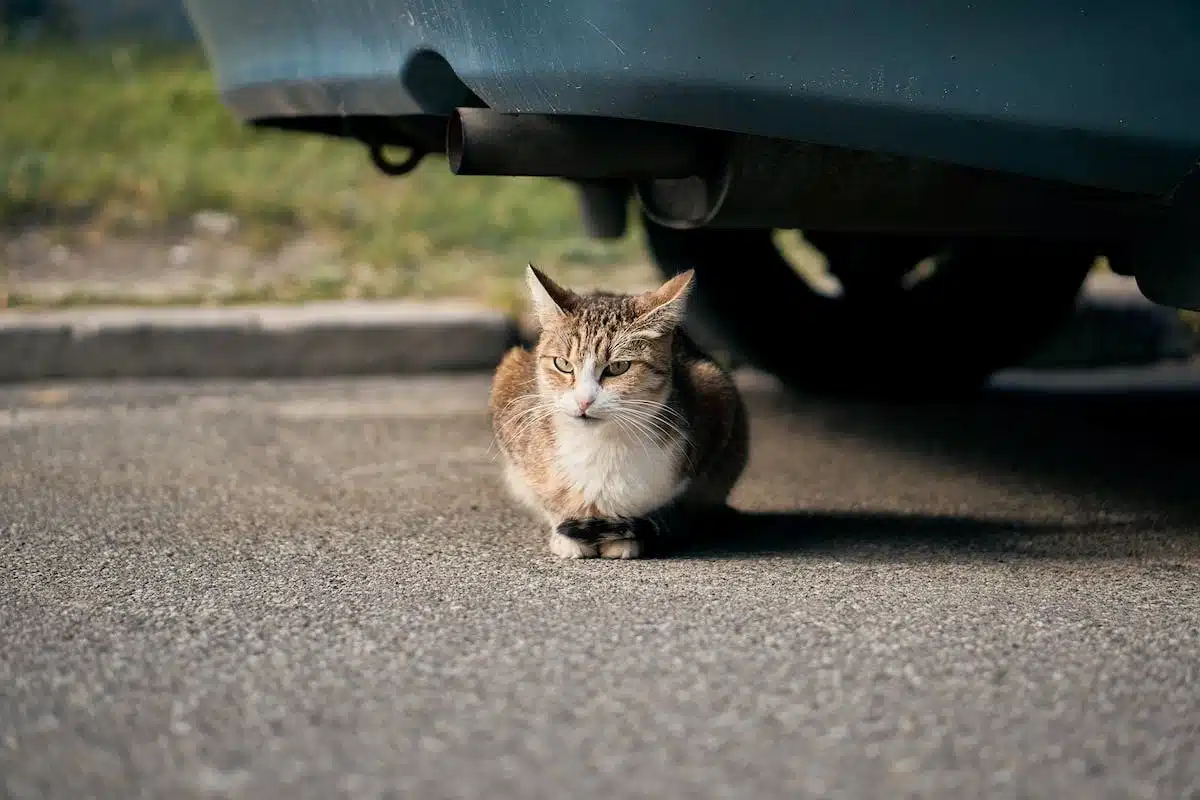 chat  voiture