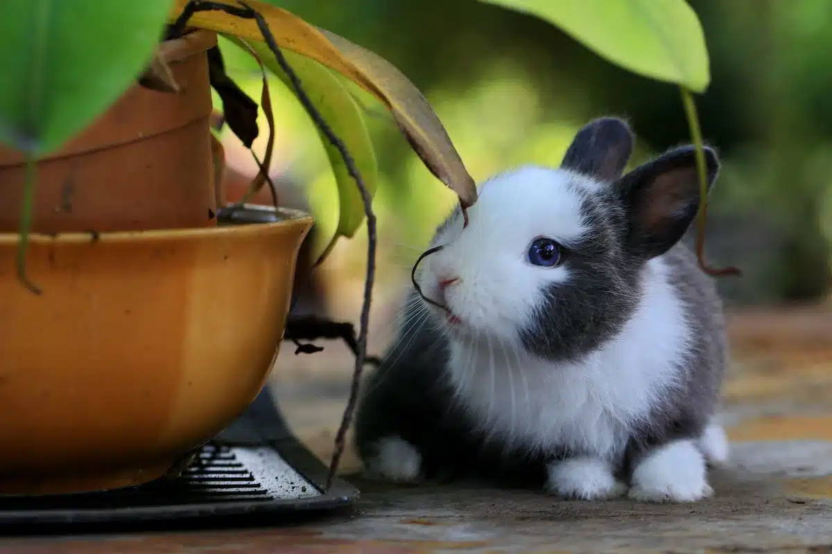 lapin domestique