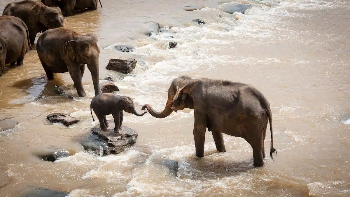 animaux empathie