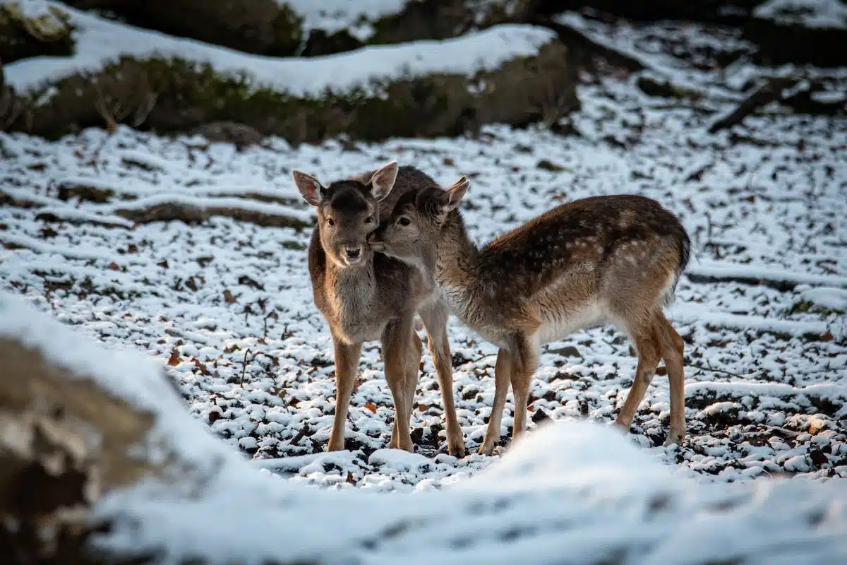 animaux hiver