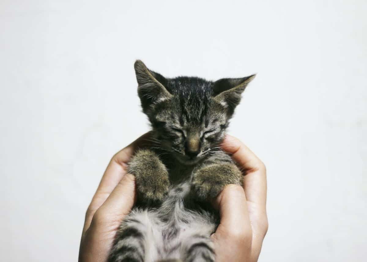 chaton  adoption