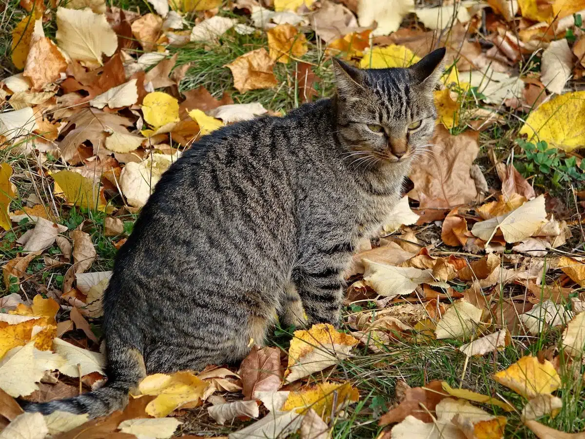 chat  litière