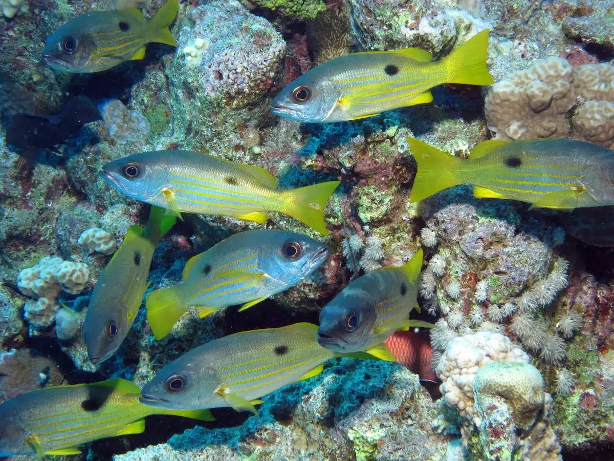 animaux aquatiques