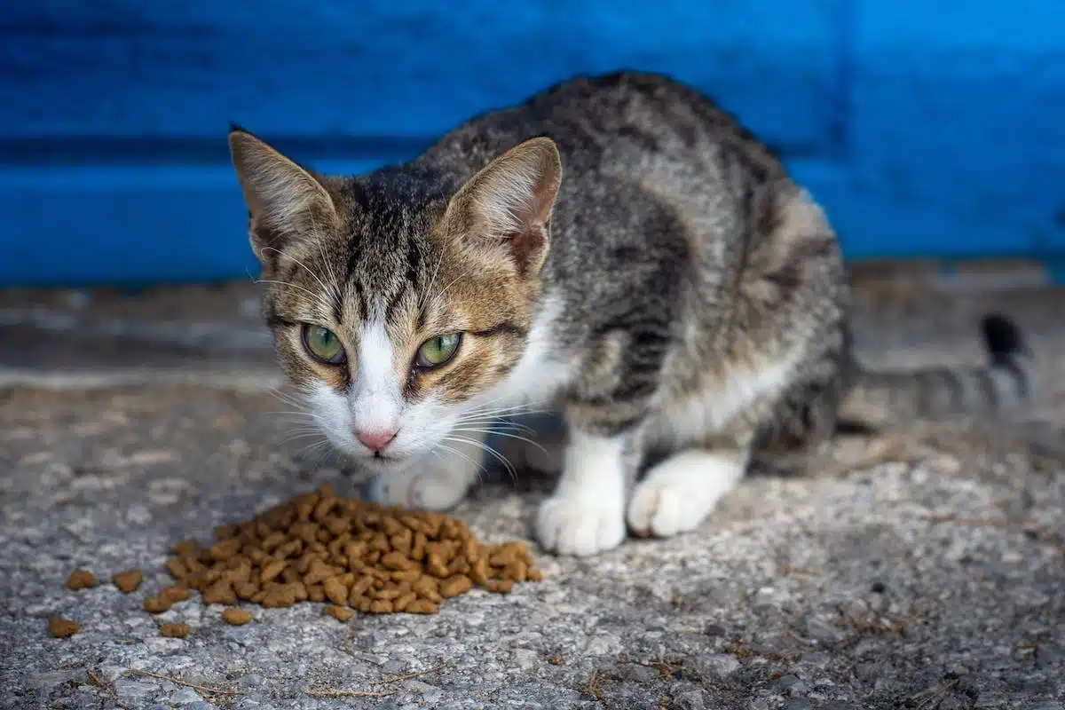 chat  aliments