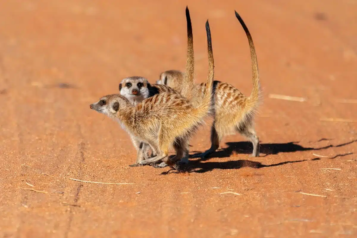 désert  animaux