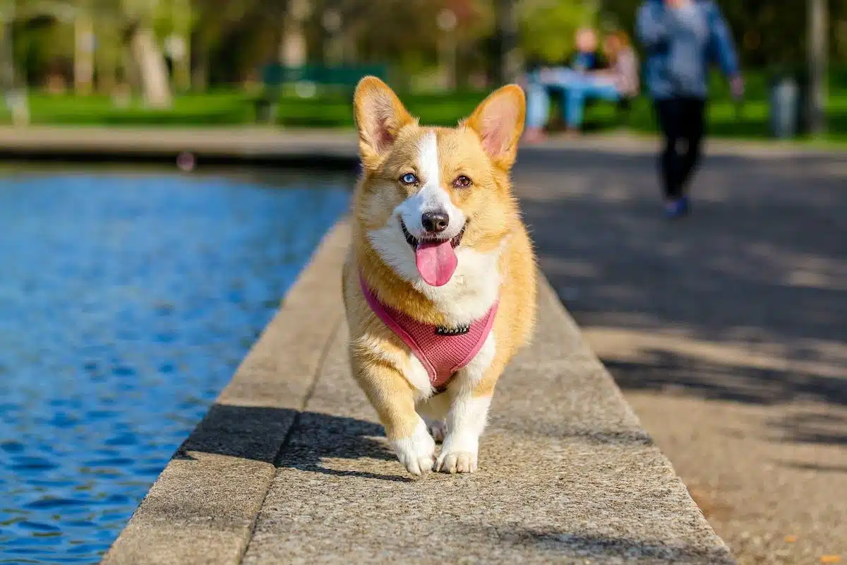 chien  assurance