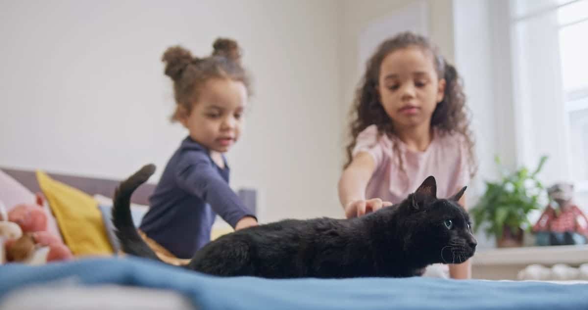 cats kids