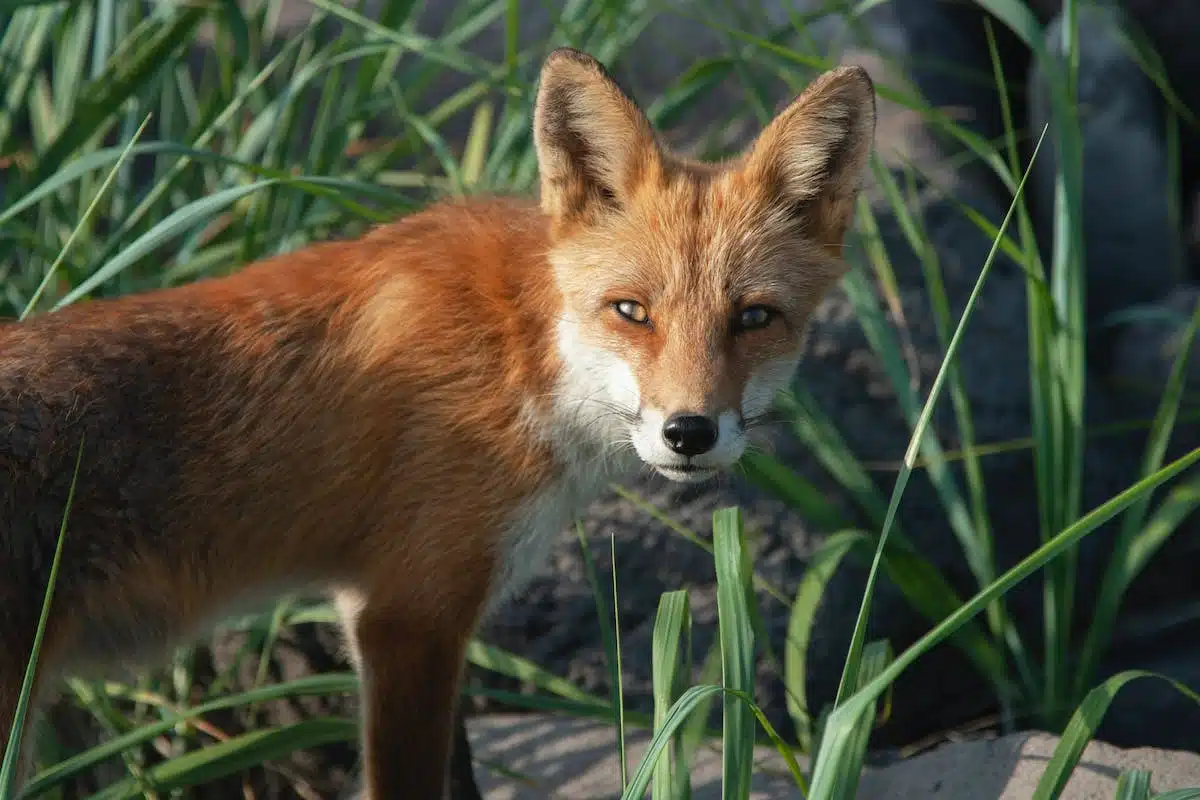 animaux nocturnes