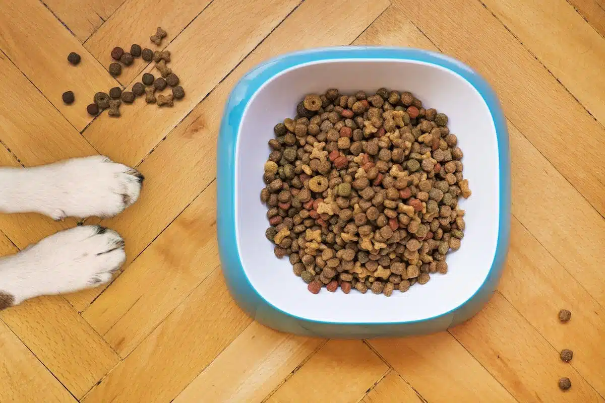 croquettes chien