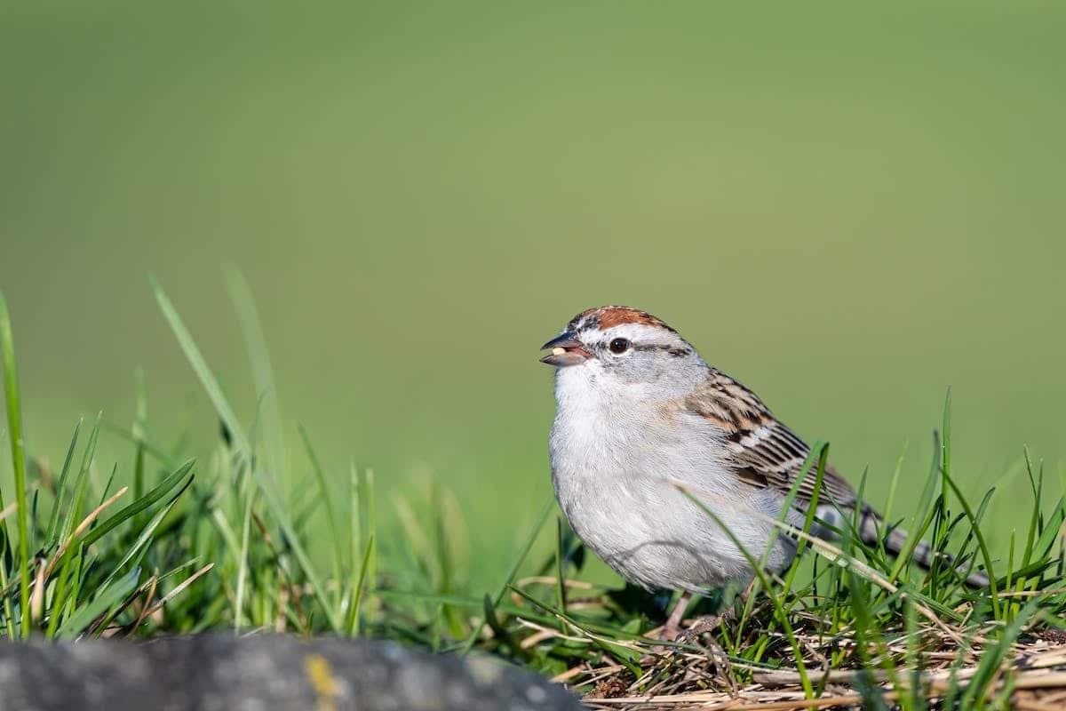 faune mondiale