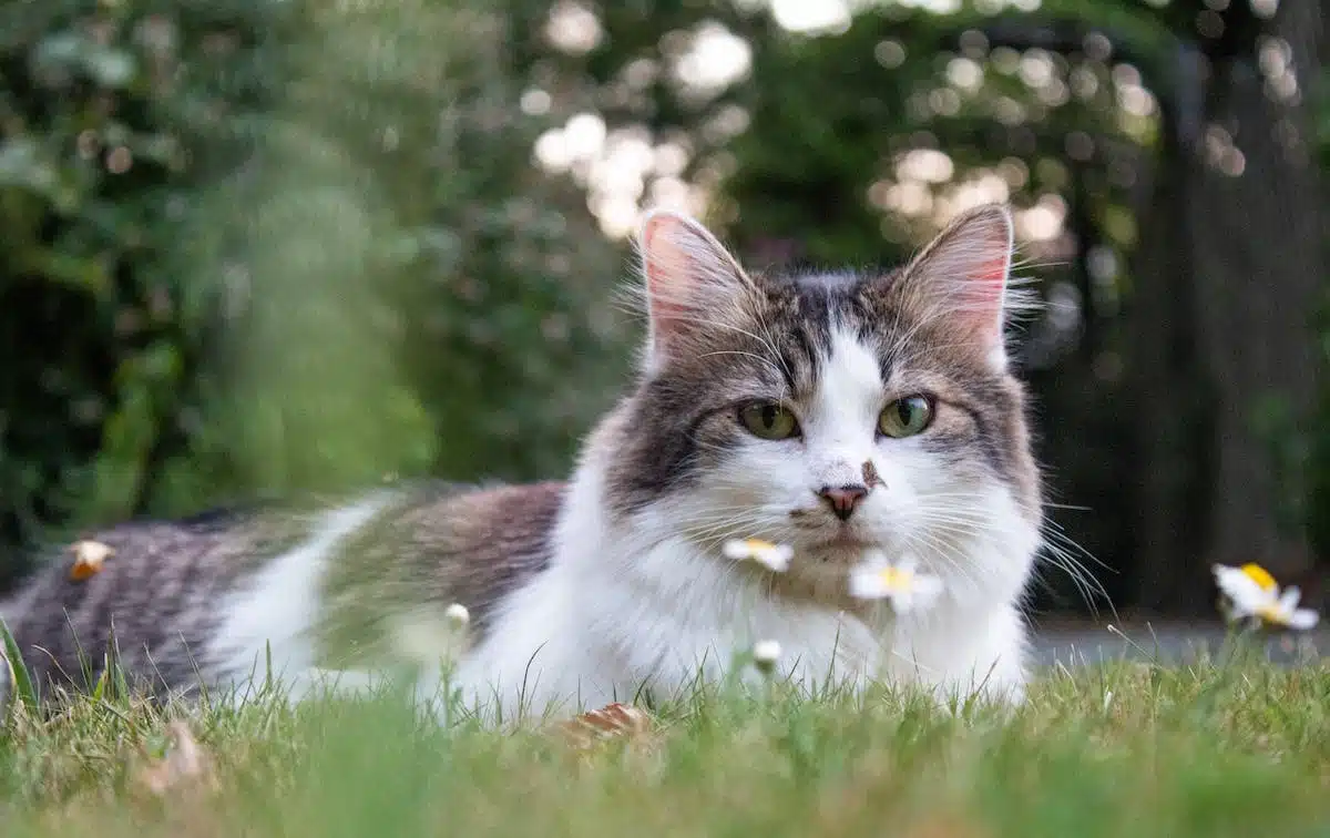 chat domestique