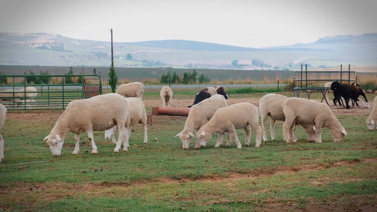 animaux ferme