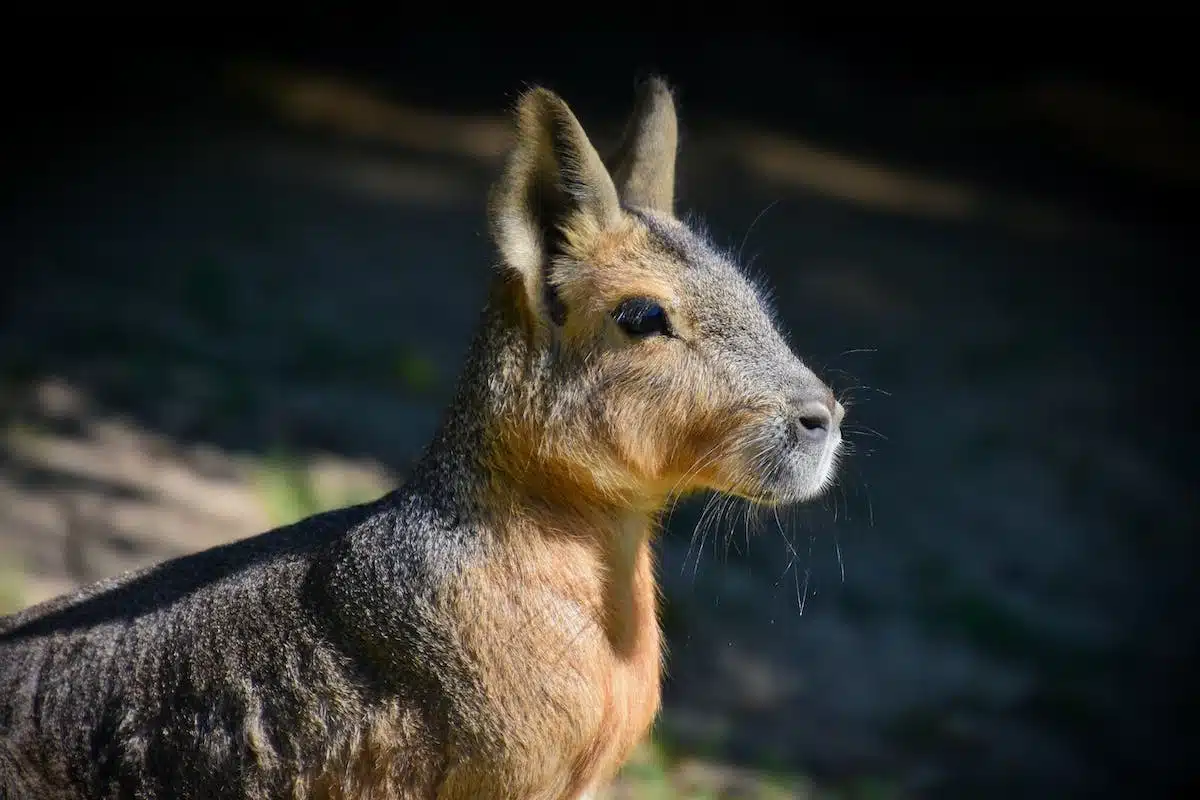 herbivore  animaux