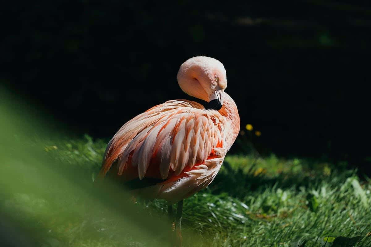 animaux exotiques