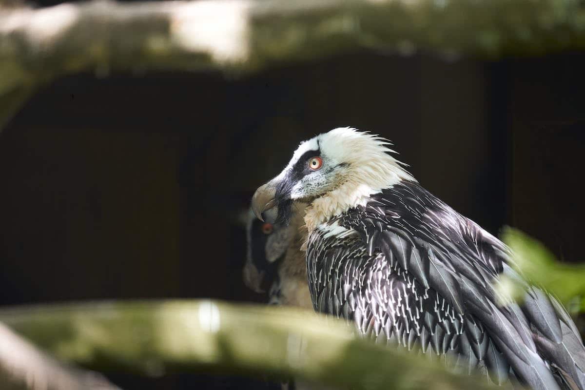 animaux méconnus