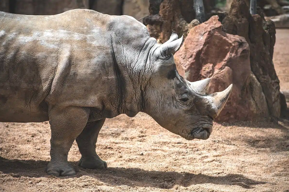 animaux extinction