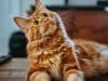 selective focus photography of orange and white cat on brown table