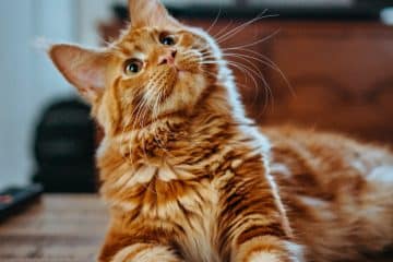 selective focus photography of orange and white cat on brown table