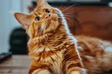 selective focus photography of orange and white cat on brown table