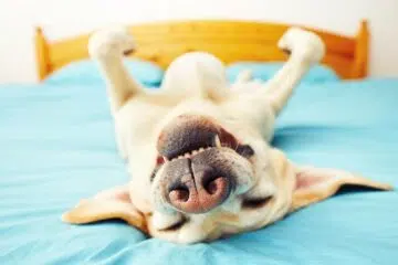 Chien