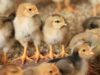 Des poussins obtenus sans coq