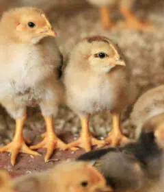 Des poussins obtenus sans coq