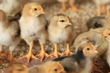 Des poussins obtenus sans coq