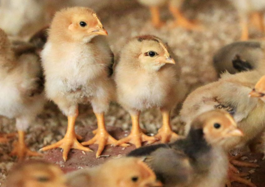 Des poussins obtenus sans coq