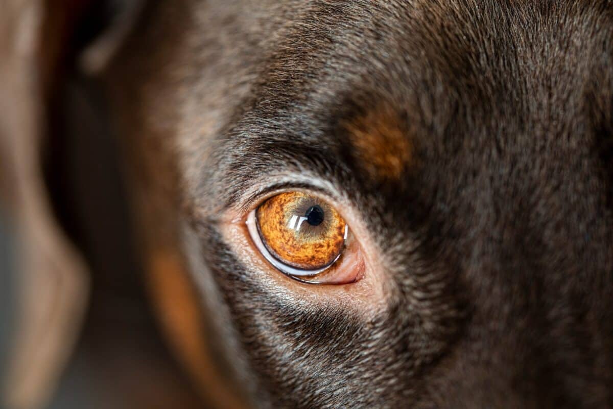 Comprendre et traiter l'ulcère à l'œil chez le chien : conseils vétérinaires