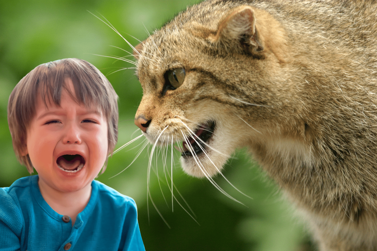Surprenant ! Cette méthode infaillible pour empêcher un chat de mordre