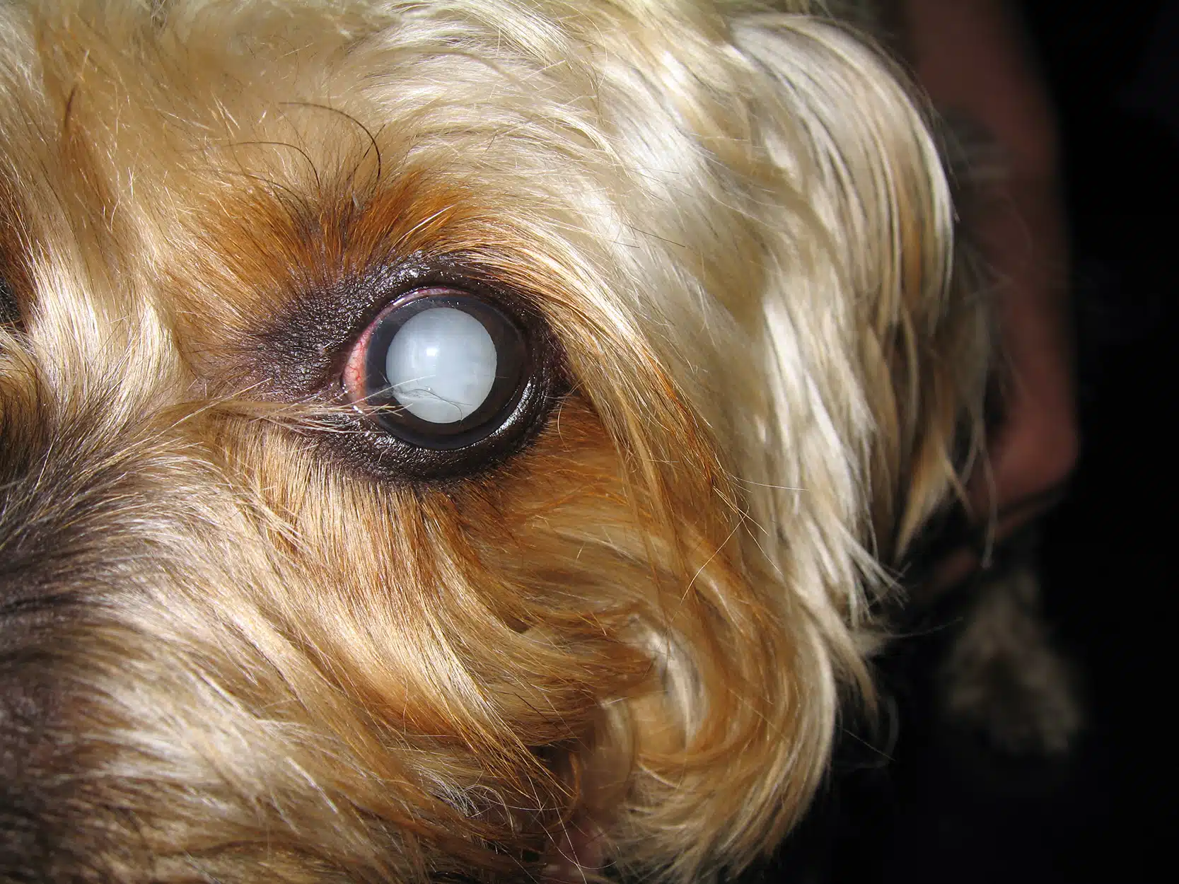 chirurgie oculaire pour les chiens 