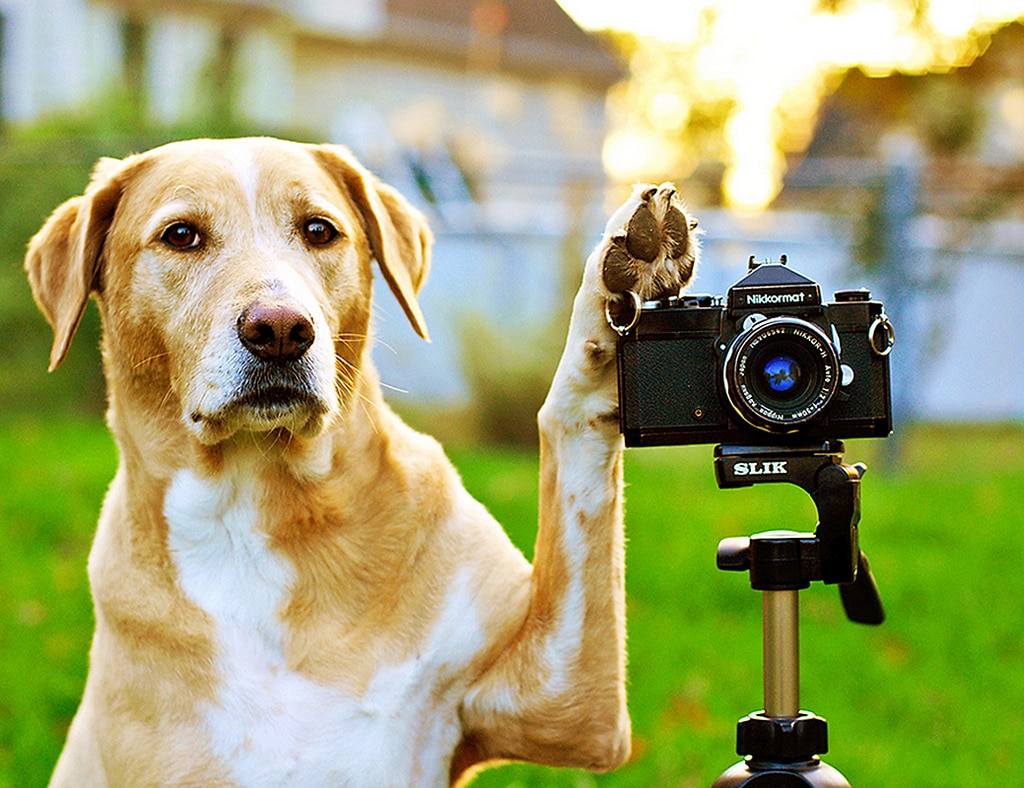 Un chien avec un appareil de photo