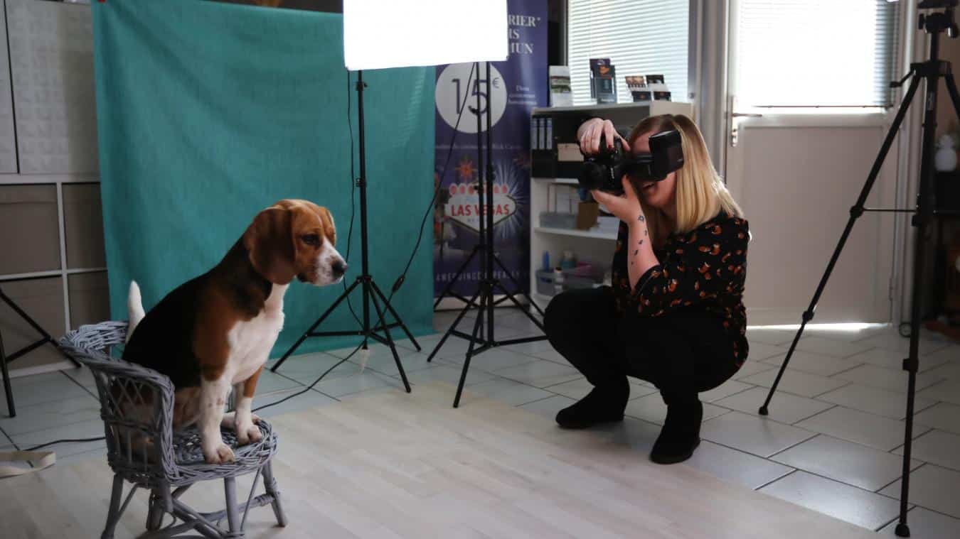 Un chien détendu pour la prise de vue