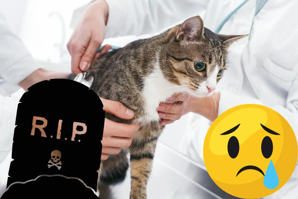 Horrible ! Voilà ce qui peut arriver à votre chat si vous ne renforcez pas son harnais