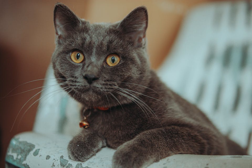 Impact des accessoires sur l’humeur et l’énergie du chat 1