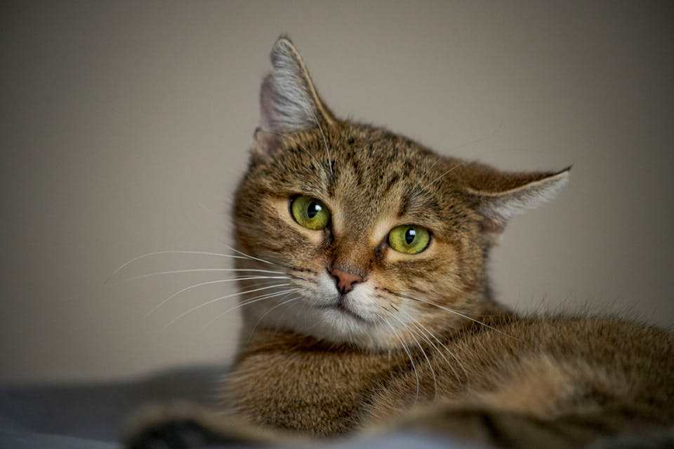 Impact des accessoires sur l’humeur et l’énergie du chat 2