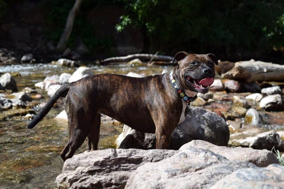 Les caractéristiques clés de l'American Staff comment savoir si votre chien est un pur race