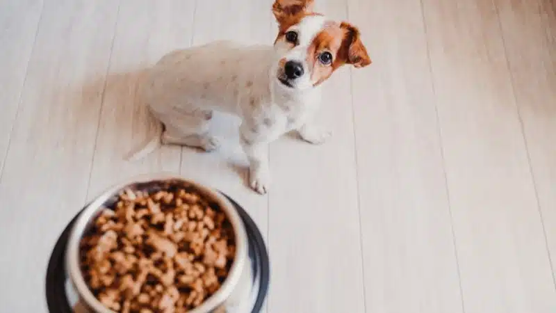 Les clés pour bien prendre soin de son animal des croquettes adaptées