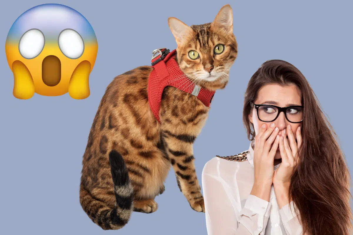 Non, tous les harnais pour chats ne sont pas sûrs ! Voici pourquoi...