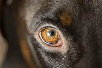 chirurgie oculaire pour les chiens 